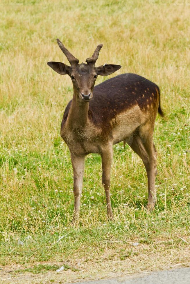 Wild deer in nature photo