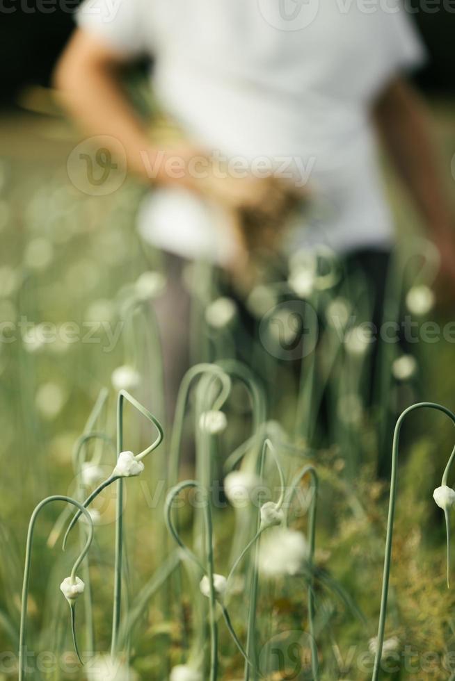 Bllurry Farmer with a Handful of Freshly Picked Garlic photo