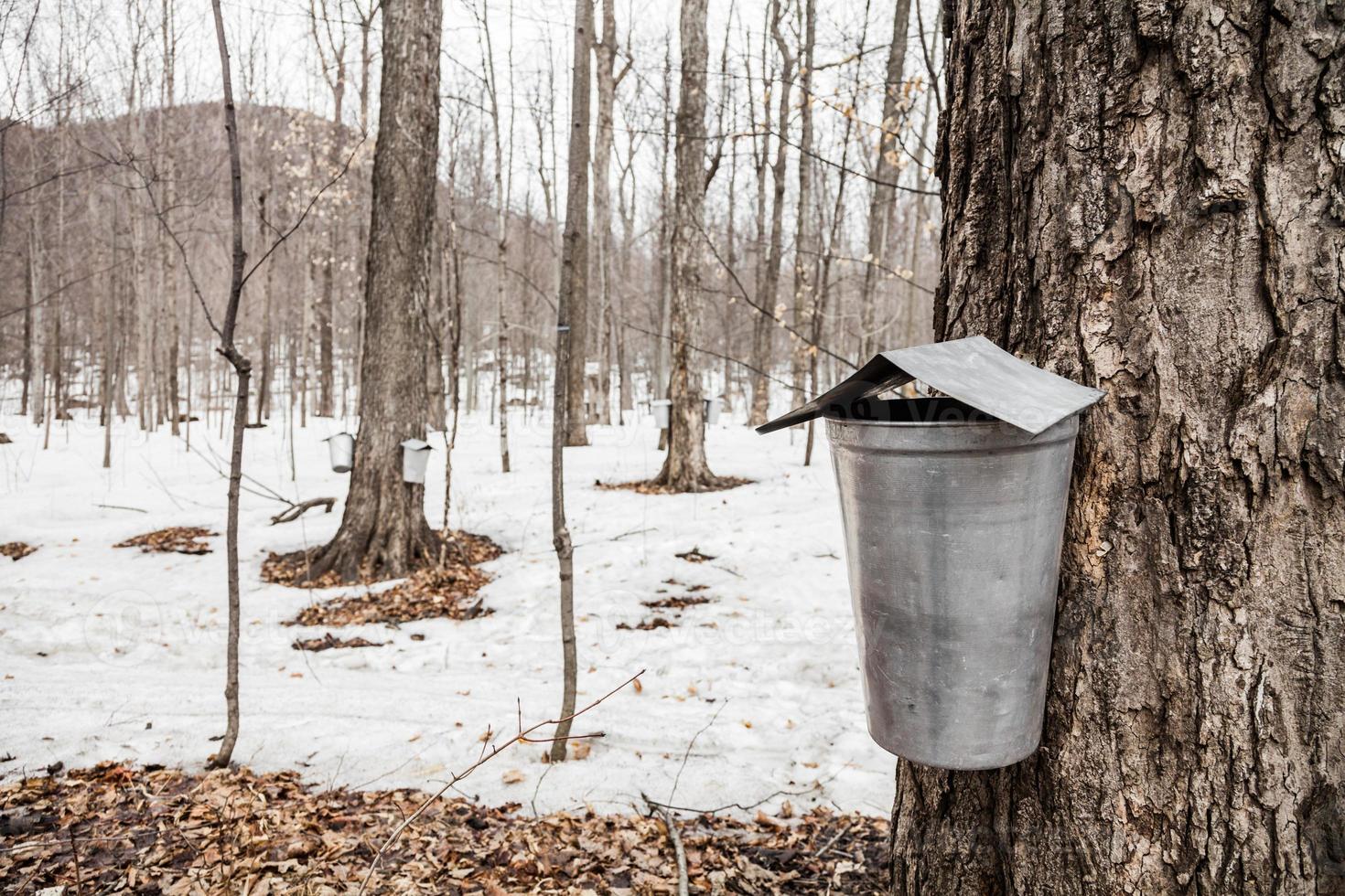 Forest of Maple Sap buckets on trees photo