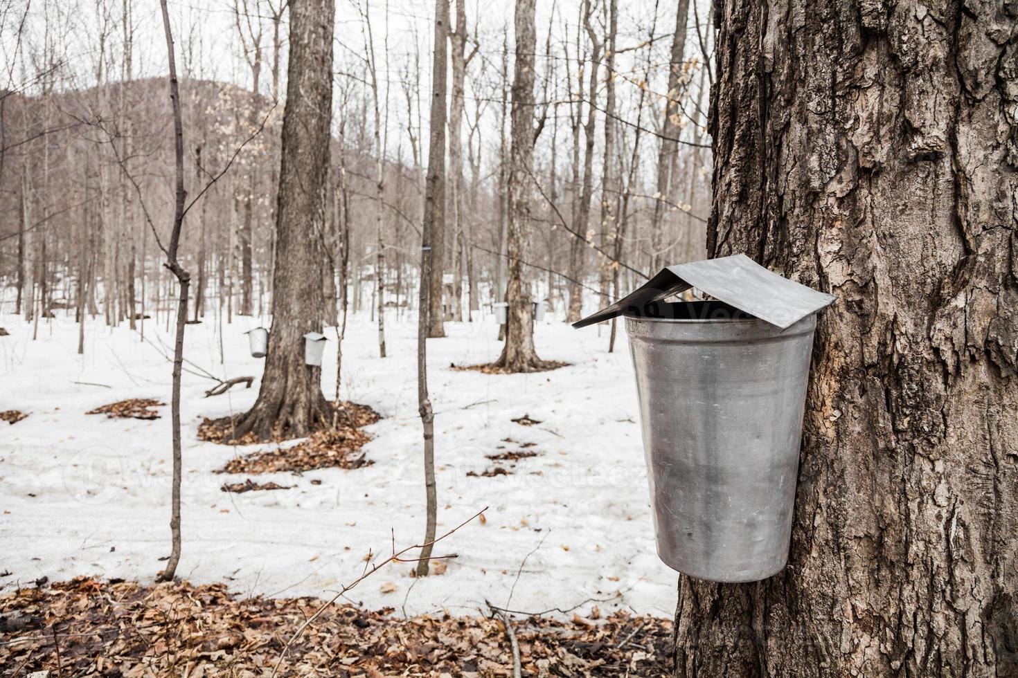 Bosque de cubos de savia de arce en árboles foto