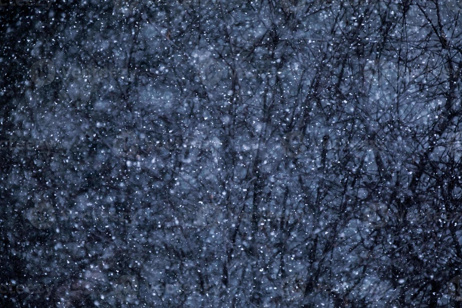 Snowstorm Texture with Forest Branches in Background photo