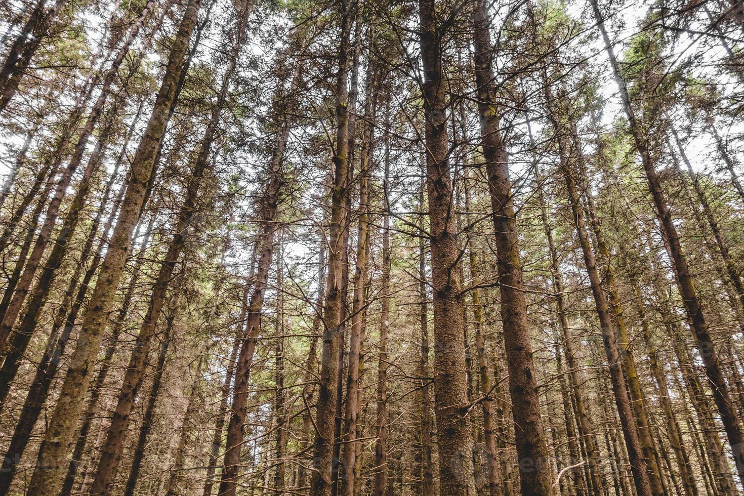 Heat Wave and waterless Period in evergreen forest. photo