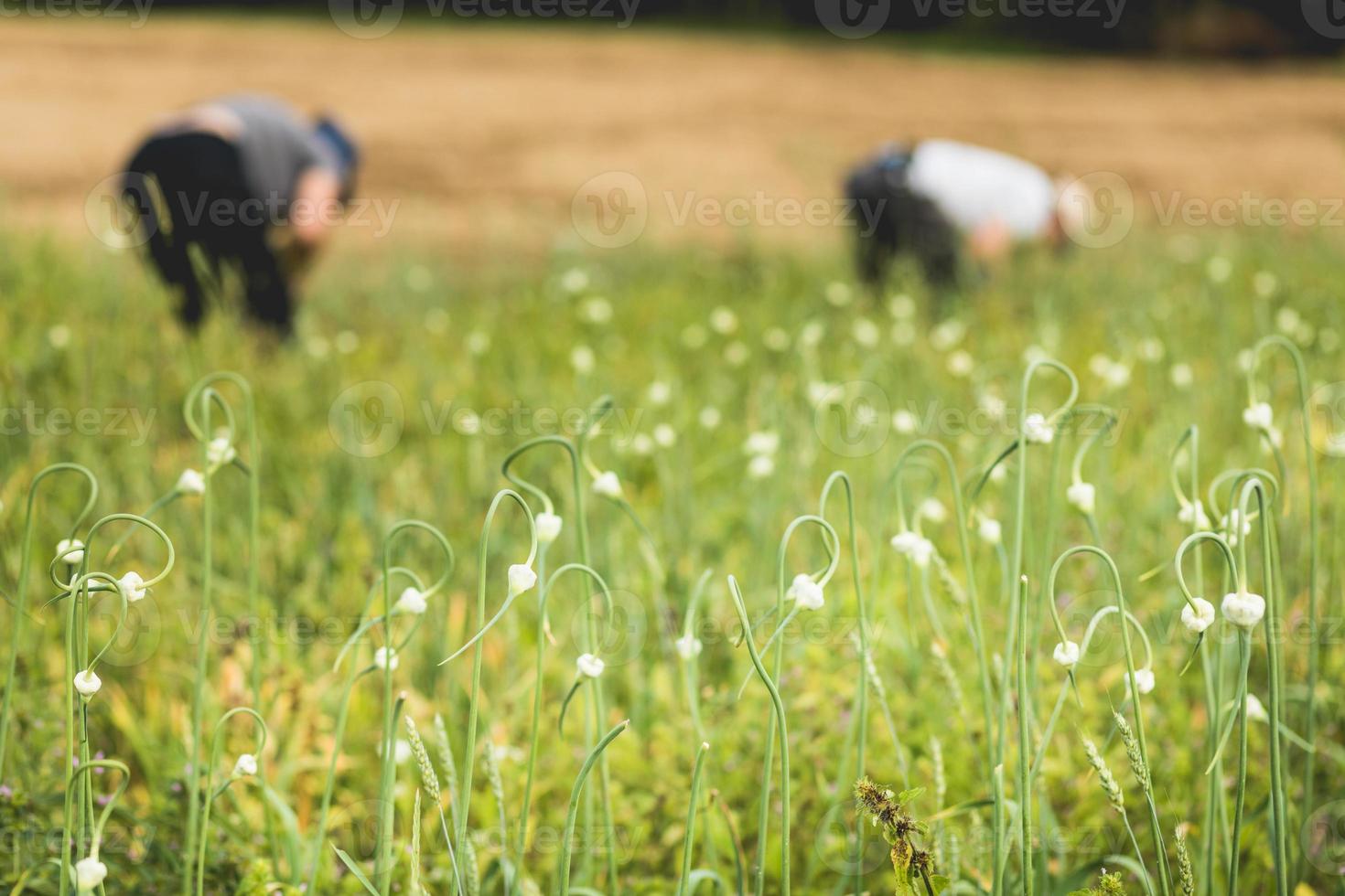 dos agricultores recogiendo ajo en el campo. foto