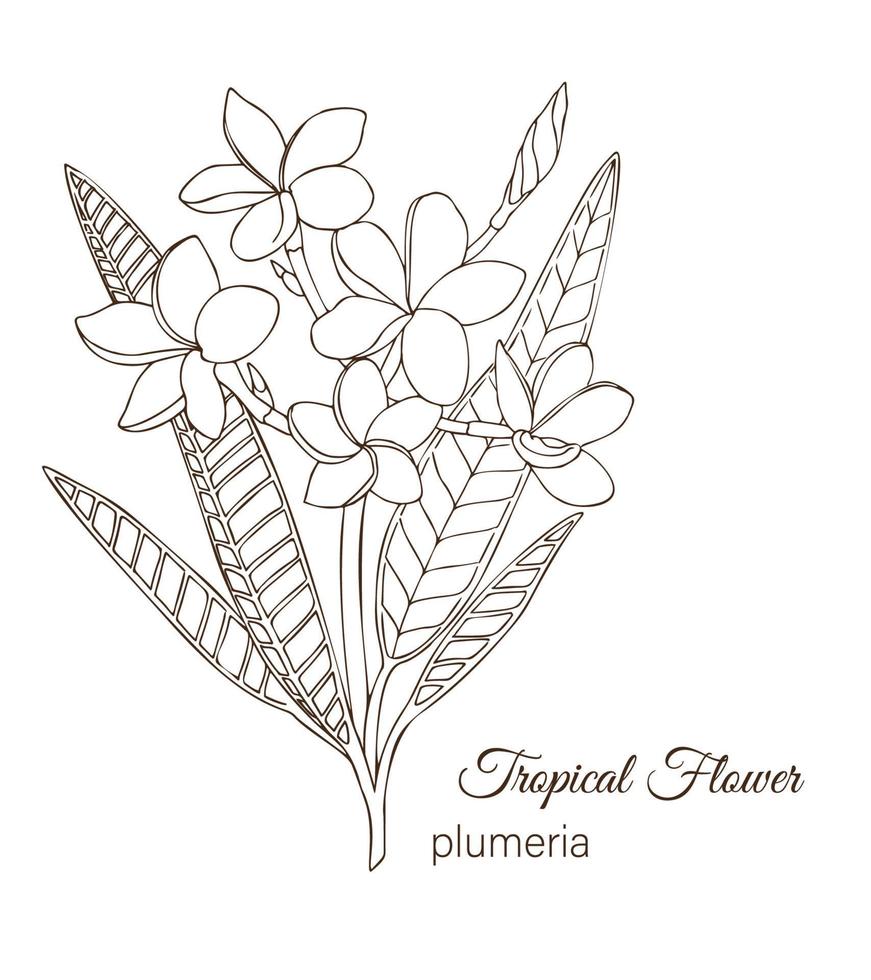 ilustración vectorial de flores tropicales aisladas sobre fondo blanco. plumeria dibujado a mano. contorno floral. página para colorear. estilo de dibujo. elementos de diseño tropical. vector