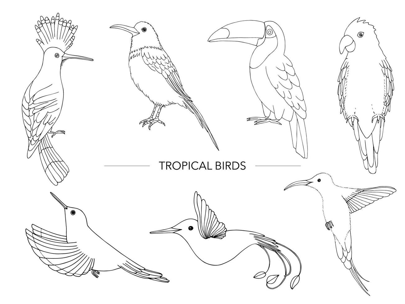 conjunto de vectores de aves tropicales. contorno dibujado a mano de loro, pájaro del paraíso, tucán, abubilla. colección en blanco y negro de animales tropicales.