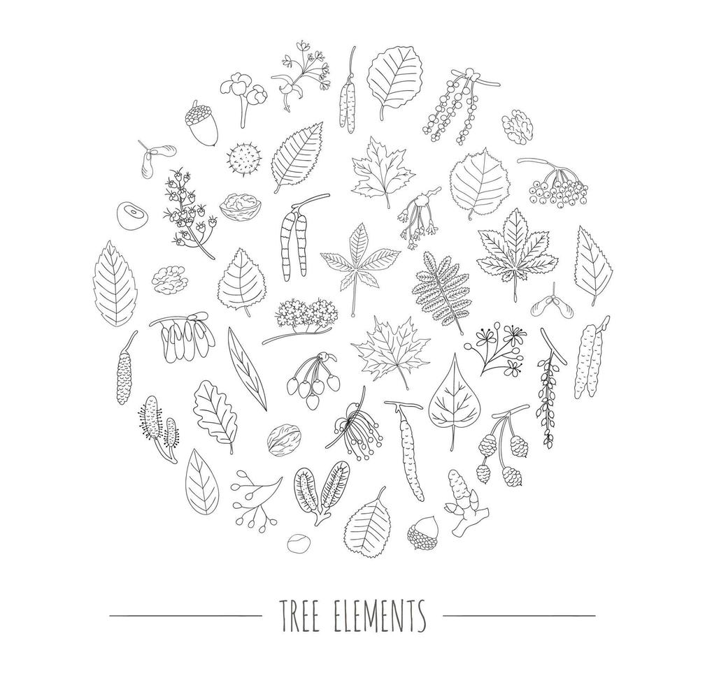 Vector set of black and white tree elements isolated on white background framed in circle. Line drawing of birch, maple, oak, rowan, chestnut, hazel, linden, alder, aspen, elm, poplar, willow leaves