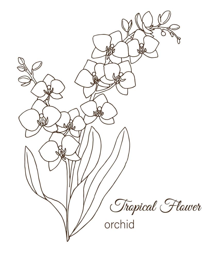 ilustración vectorial de flores tropicales aisladas sobre fondo blanco. orquídea dibujada a mano. contorno floral. página para colorear. estilo de dibujo. elementos de diseño tropical vector