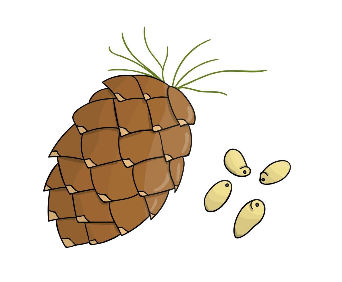 icono de piñón de color vectorial. conjunto de frutos secos monocromos aislados. Ilustración de dibujo de líneas de alimentos en estilo de dibujos animados o doodle aislado sobre fondo blanco. vector