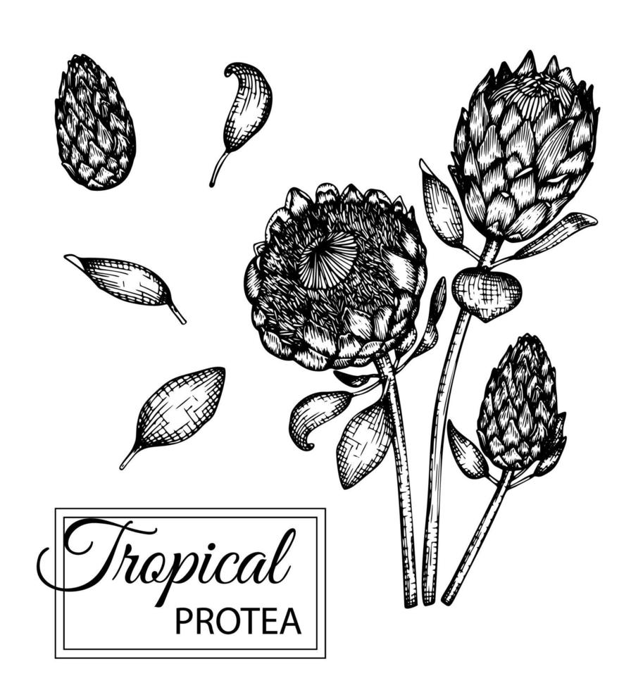 Vector illustration of tropical flower isolated on white background. Hand drawn protea. Floral graphic black and white illustration. Tropic design elements. Line shading style