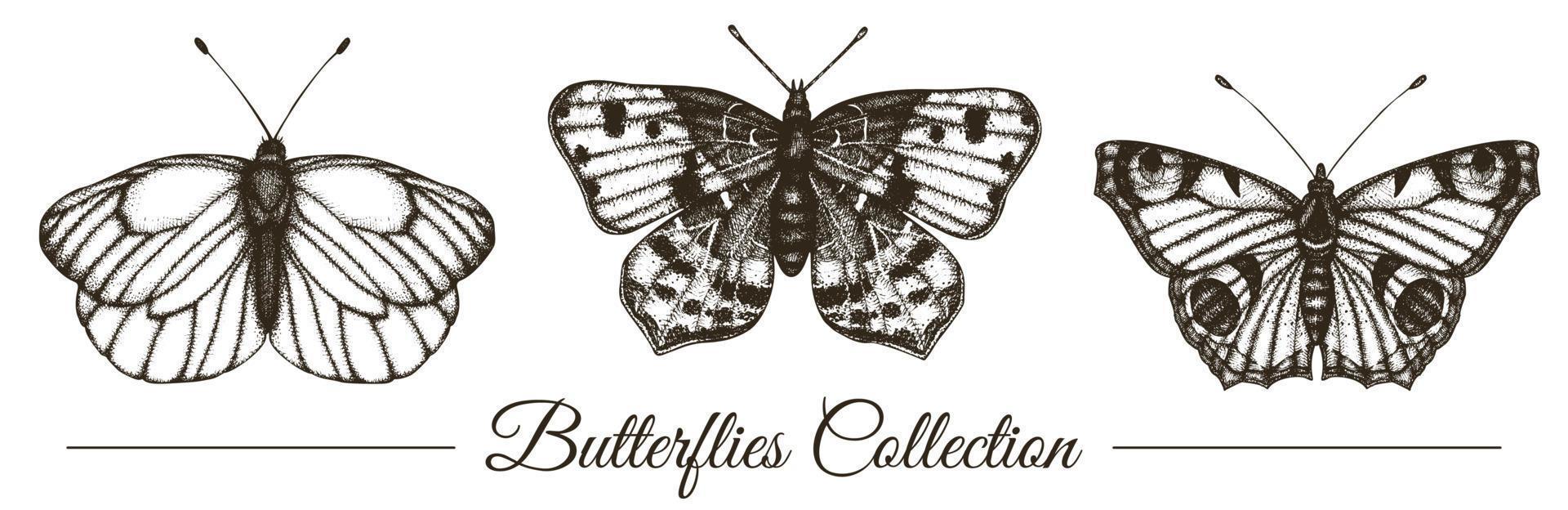 Vector set of hand drawn black and white butterflies. Engraving retro illustration. Realistic insects isolated on white background. Detailed graphic drawing in vintage style.