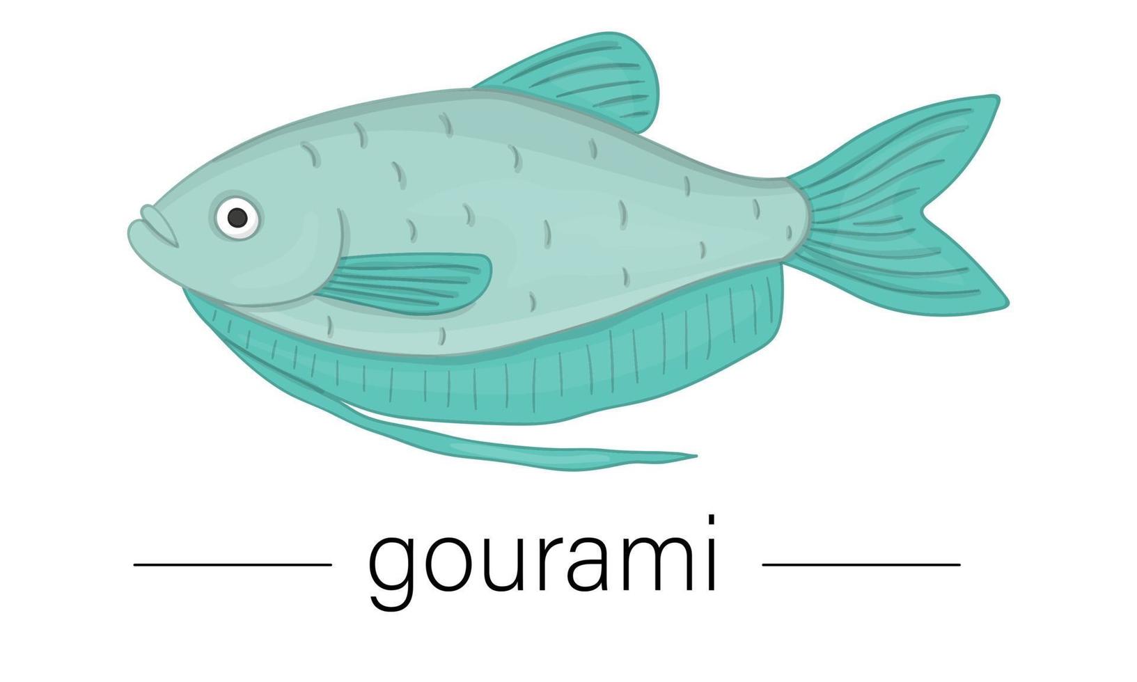 Vector colored illustration of aquarium fish. Cute picture of gourami for pet shops or children illustration