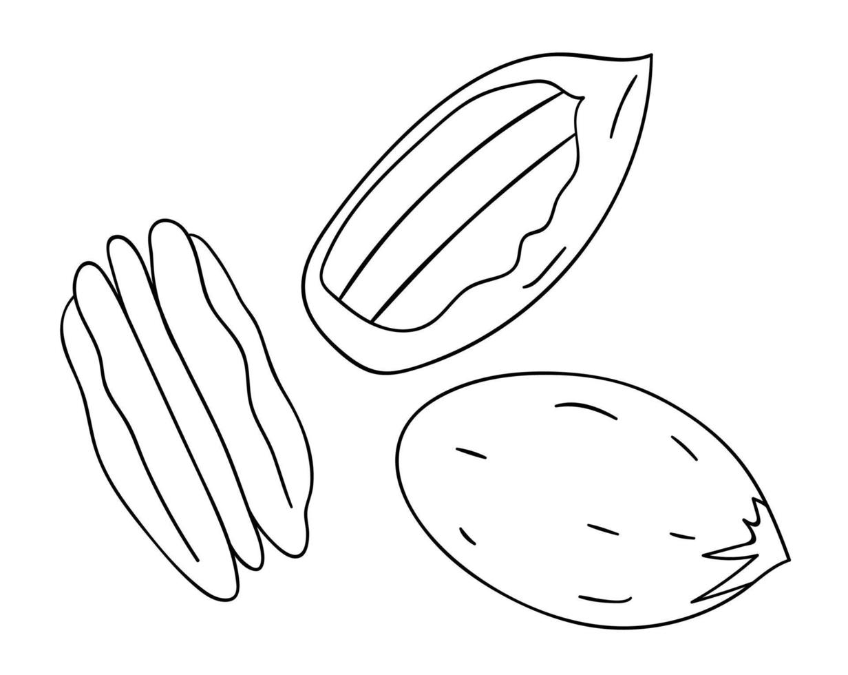 vector icono de nuez blanco y negro. conjunto de frutos secos monocromos aislados. Ilustración de dibujo de líneas de alimentos en estilo de dibujos animados o doodle aislado sobre fondo blanco.