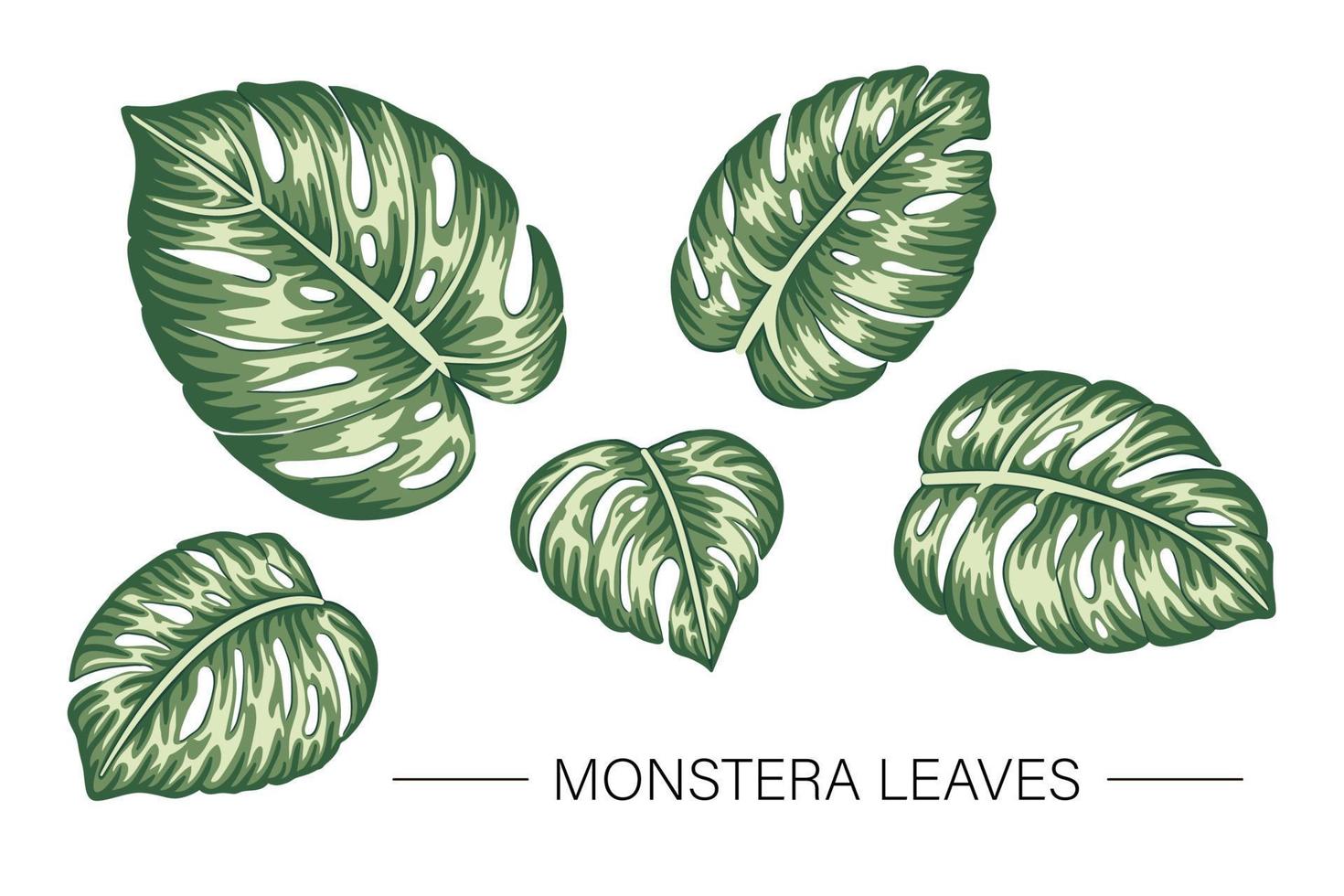 Vector set of tropical monstera leaves. Jungle foliage clip art. Hand drawn home tropic leaf isolated on white background. Bright realistic illustration