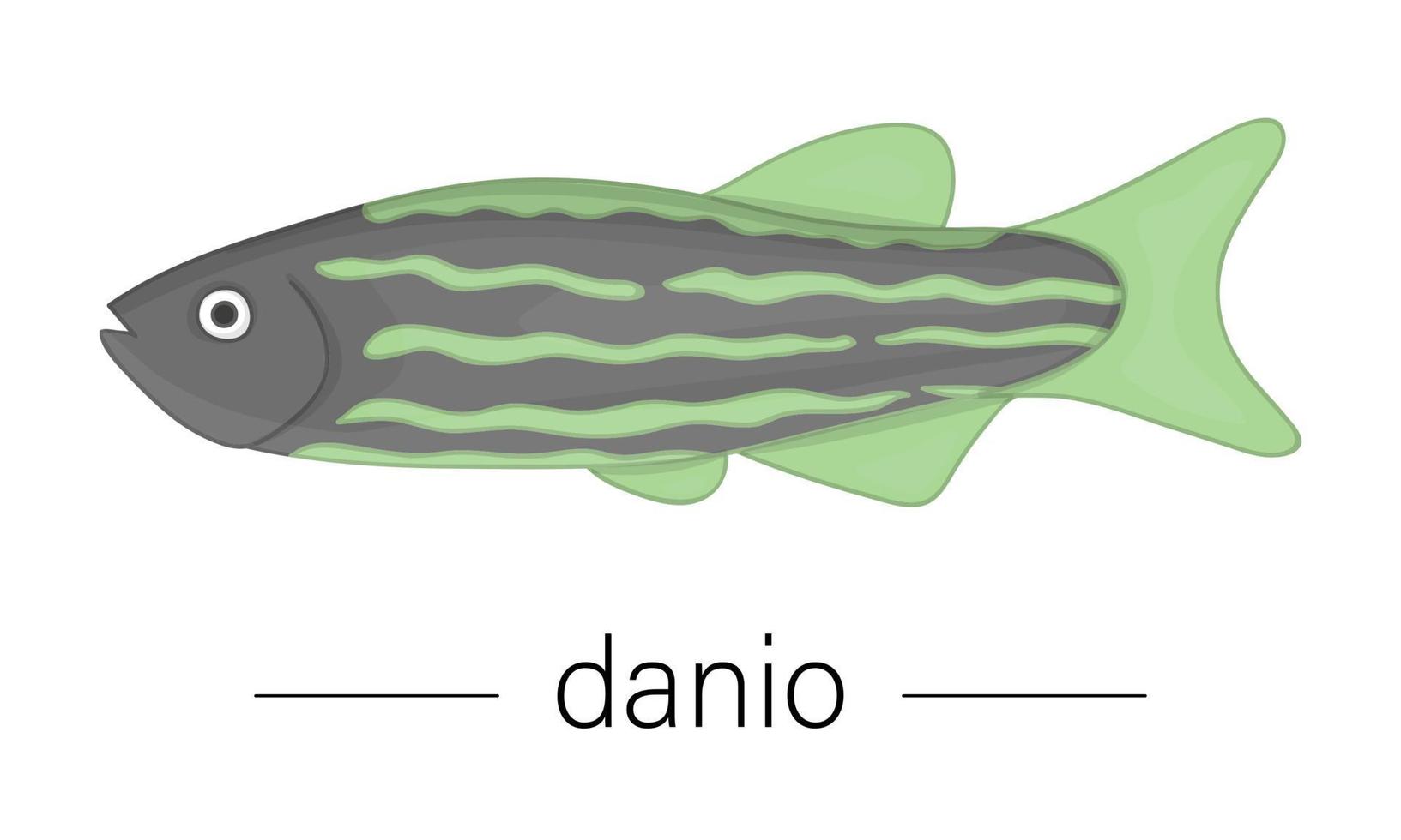Vector colored illustration of aquarium fish. Cute picture of danio for pet shops or children illustration