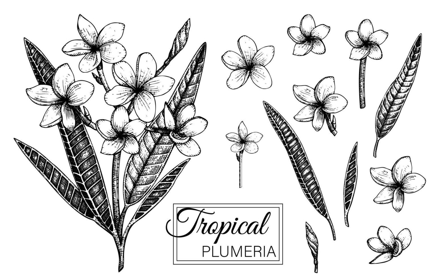 Vector illustration of tropical flower isolated on white background. Hand drawn plumeria. Floral graphic black and white drawing. Tropic design elements. Line shading style.