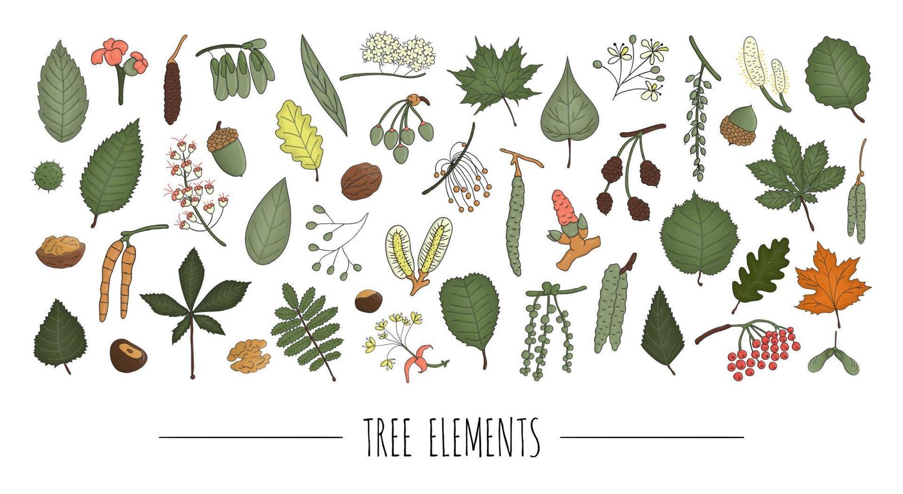 Vector set of colored tree elements isolated on white background. Colorful pack of birch, maple, oak, rowan, chestnut, hazel, linden, alder, aspen, elm, poplar, willow, walnut, ash leaves