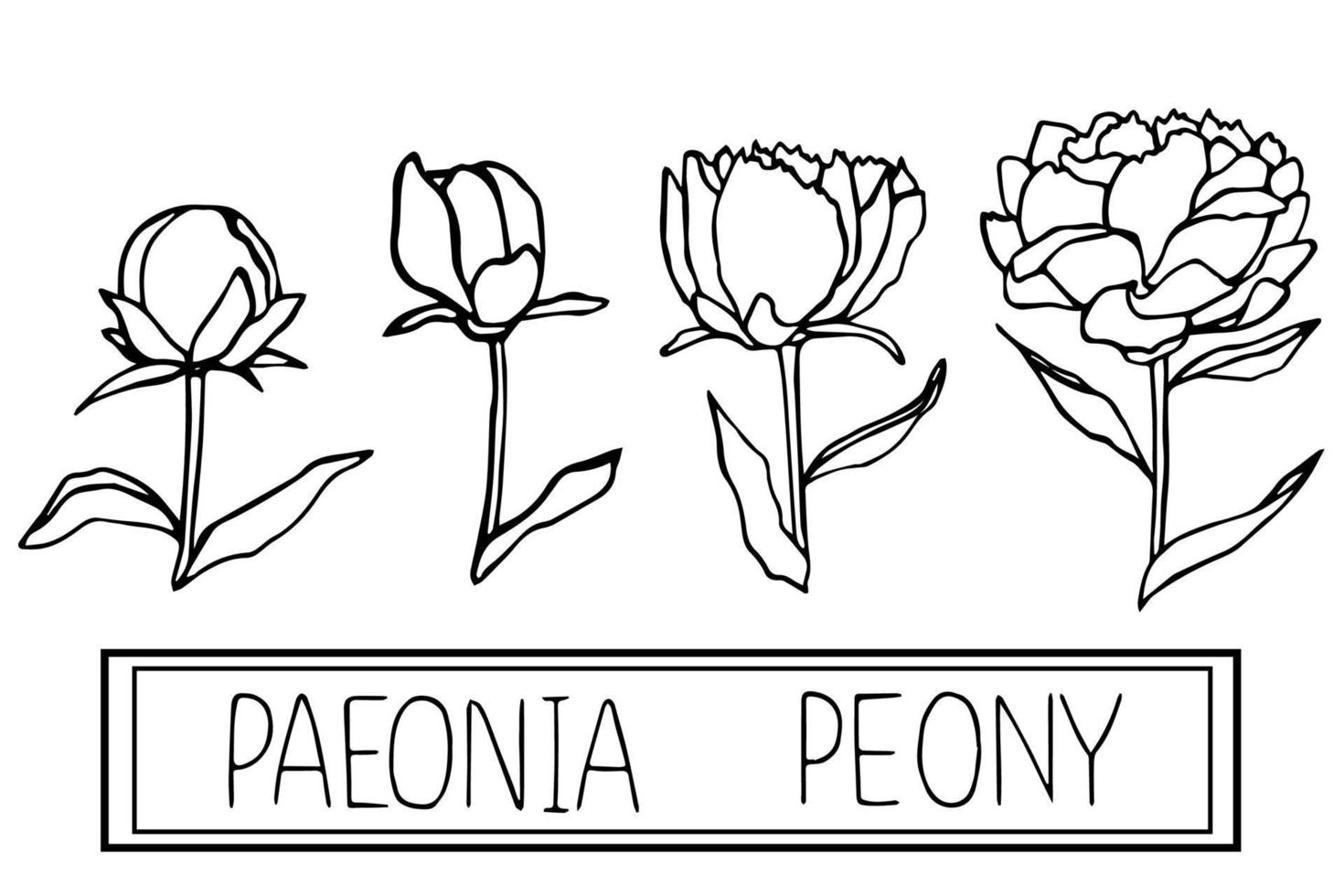 Vector set of black and white blossoming peonies. Hand drawn flowers isolated on white background