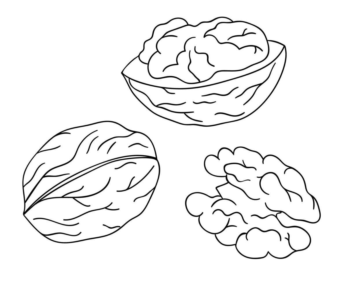 vector icono de nogal blanco y negro. conjunto de frutos secos monocromos aislados. Ilustración de dibujo de líneas de alimentos en estilo de dibujos animados o doodle aislado sobre fondo blanco.