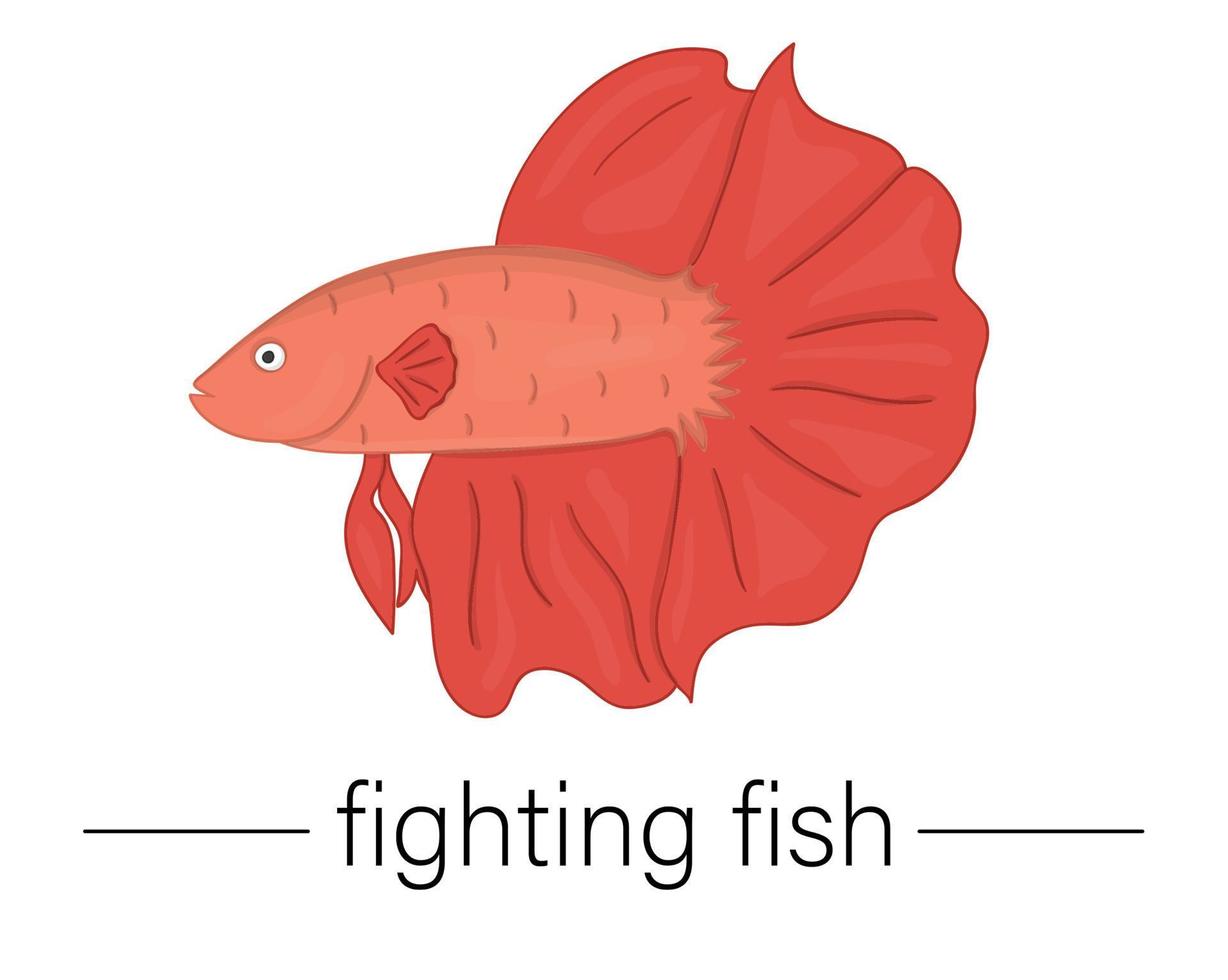 Vector colored illustration of aquarium fish. Cute picture of fighting fish for pet shops or children illustration