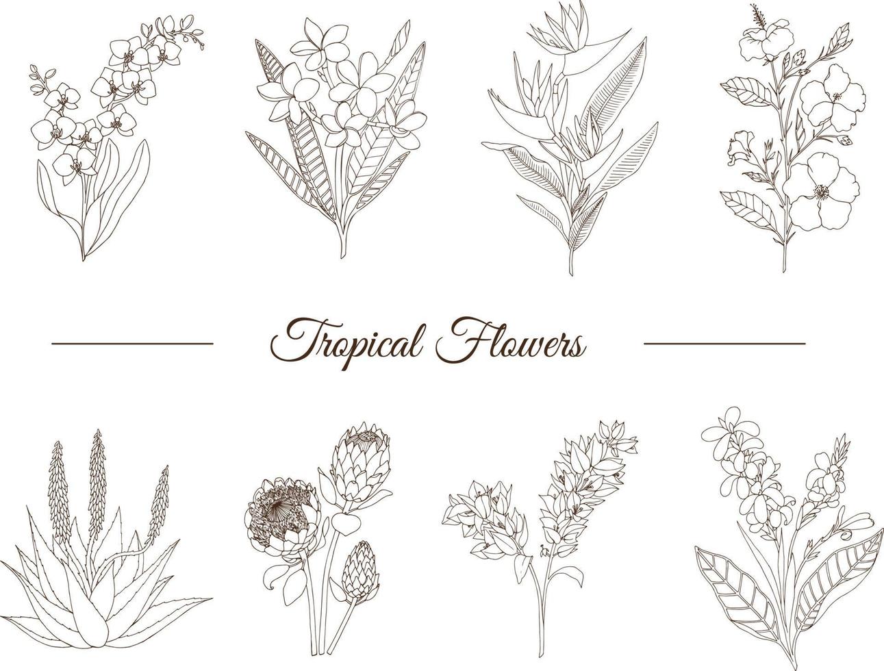 Vector set of tropical flowers isolated on white background. Hand drawn plumeria,  canna,  aloe,  bougainvillea,  hibiscus , protea,  orchid,  strelitzia. Floral outline. Coloring page. Sketch style