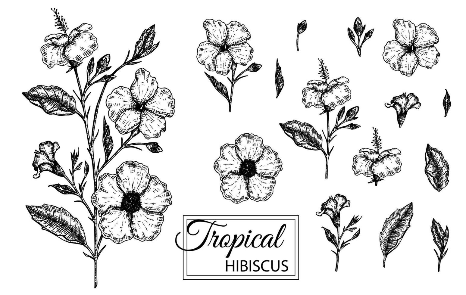 Vector illustration of tropical flower isolated on white background. Hand drawn hibiscus. Floral graphic black and white illustration. Tropic design elements. Line shading style