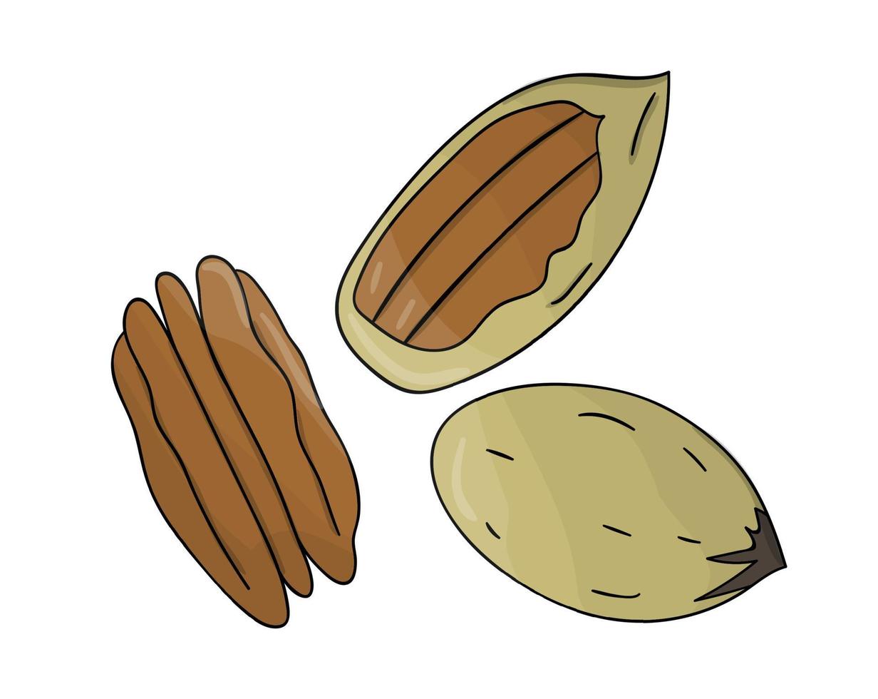 Vector colored pecan icon. Set of isolated monochrome nuts. Food line drawing illustration in cartoon or doodle style isolated on white background.