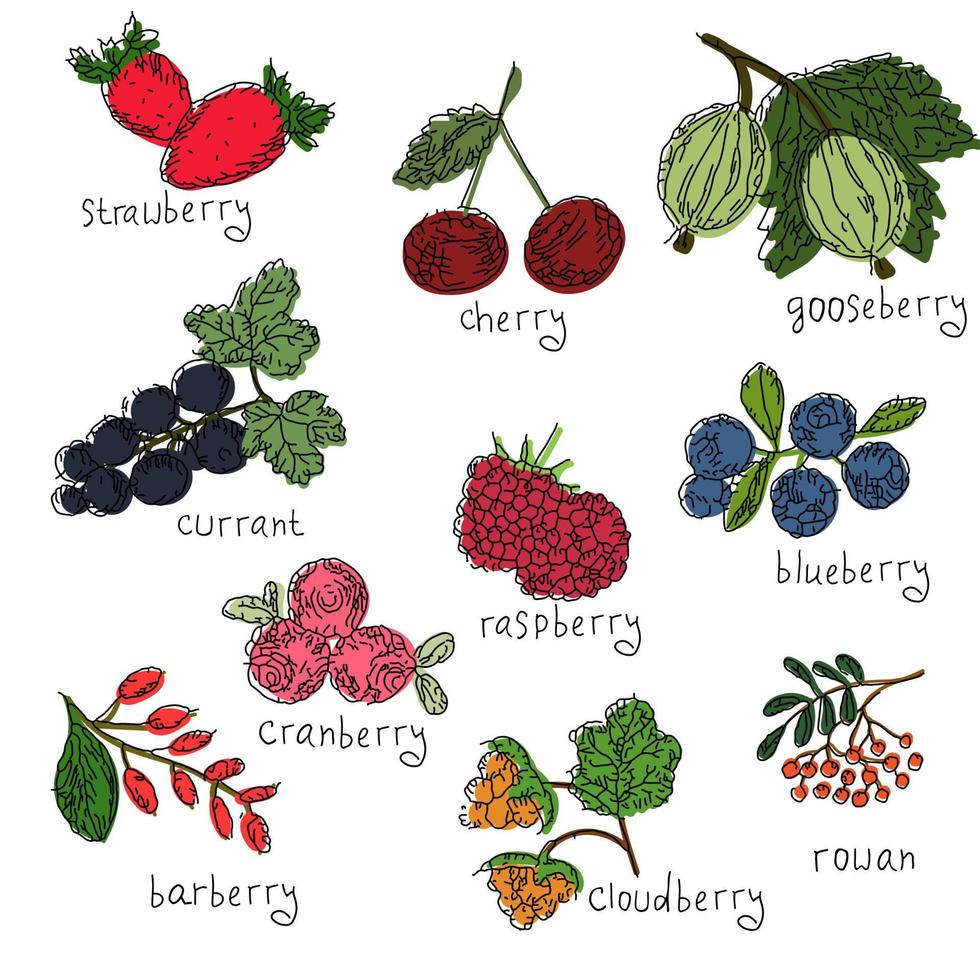 Vector set of hand drawn colored north berries. Collection of blueberry, cranberry, cloudberry, cherry, strawberry, currant, raspberry, rowan, gooseberry, barberry