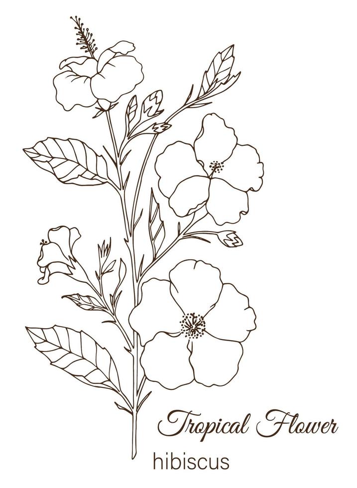 Vector illustration of tropical flower isolated on white background. Hand drawn hibiscus. Floral outline. Coloring page. Sketch style. Tropic design elements.