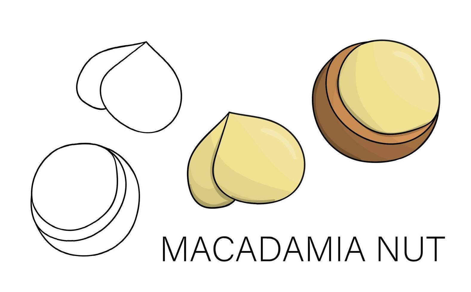 Vector black and white and colored macadamia icon. Set of isolated nuts. Food illustration in cartoon or doodle style isolated on white background.