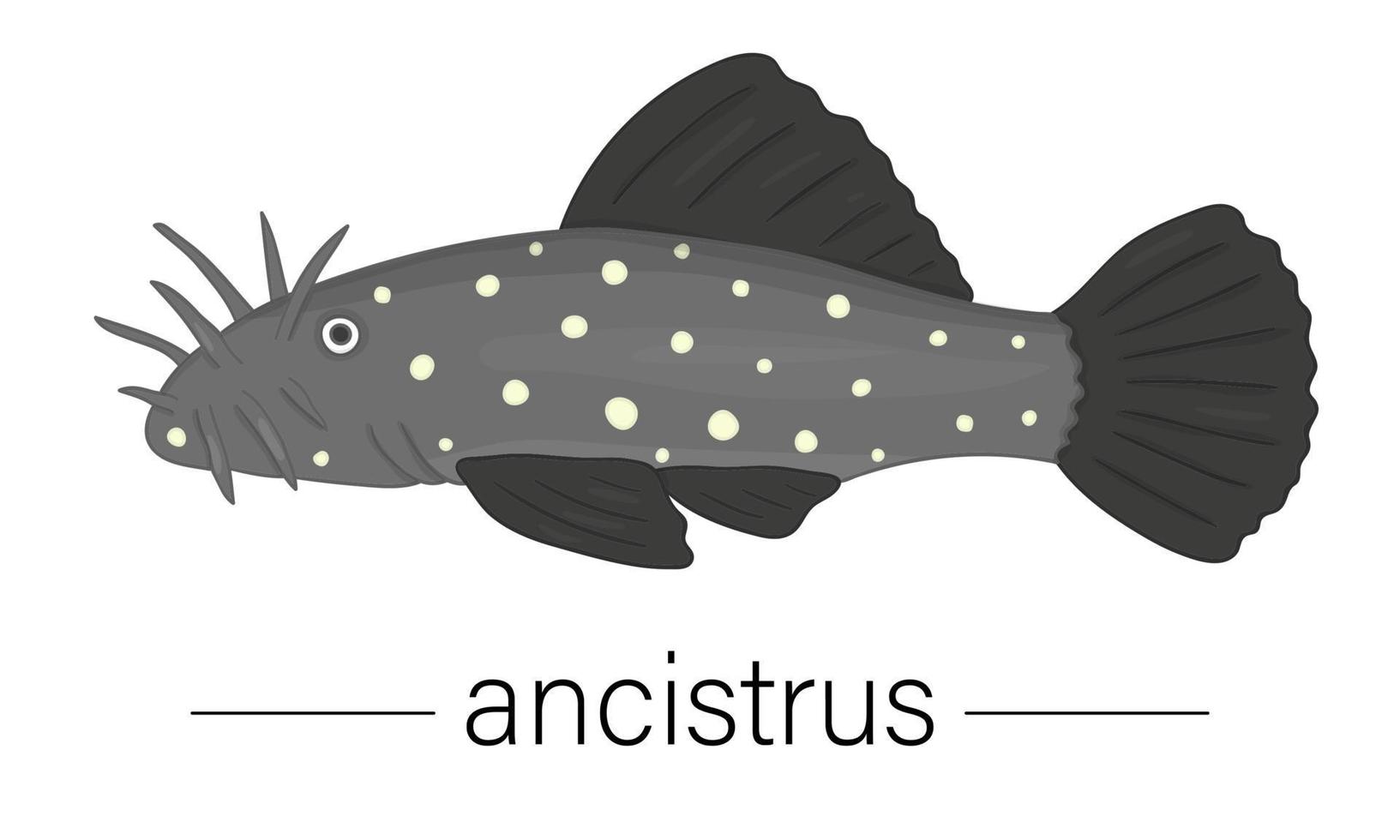 Vector colored illustration of aquarium fish. Cute picture of ancistrus for pet shops or children illustration