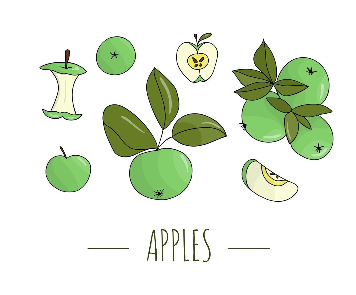 vector color conjunto de manzanas dibujadas a mano. Ilustración de la cosecha de otoño. tema de comida casera.