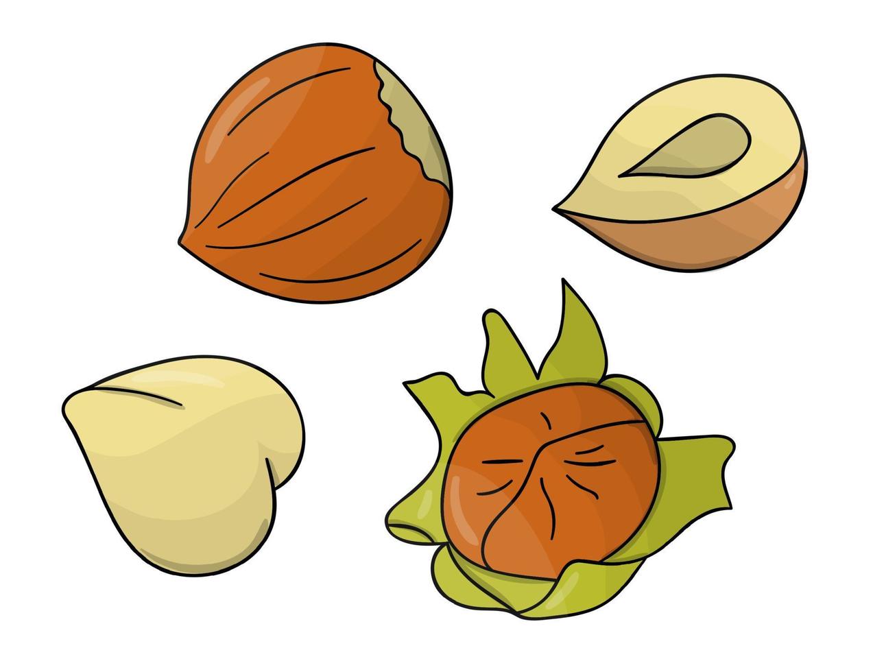 Vector colored hazelnut icon. Set of isolated monochrome nuts. Food line drawing illustration in cartoon or doodle style isolated on white background.