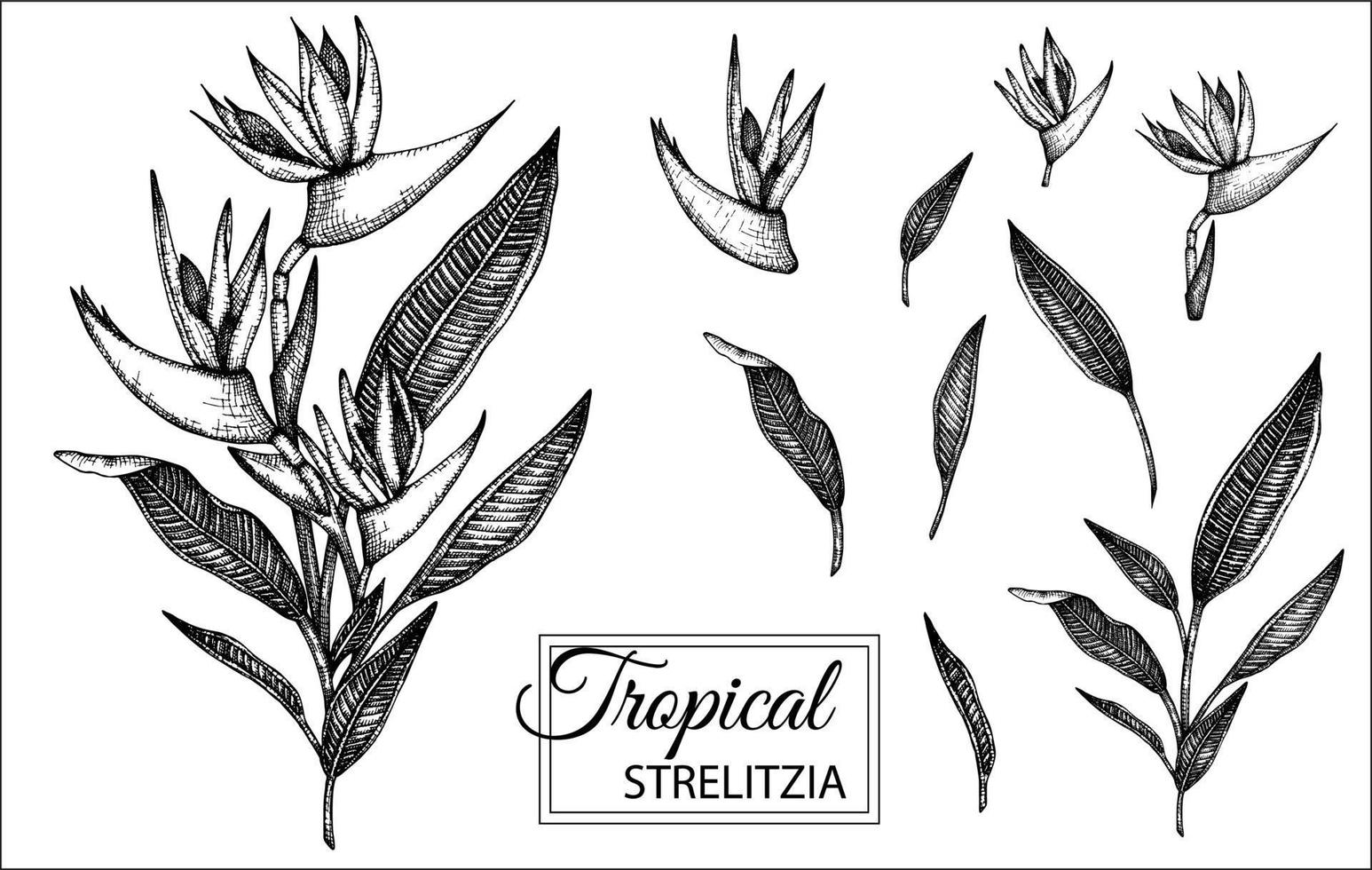 Vector illustration of tropical flower isolated on white background. Hand drawn strelitzia. Floral graphic black and white illustration. Tropic design elements. Line shading style
