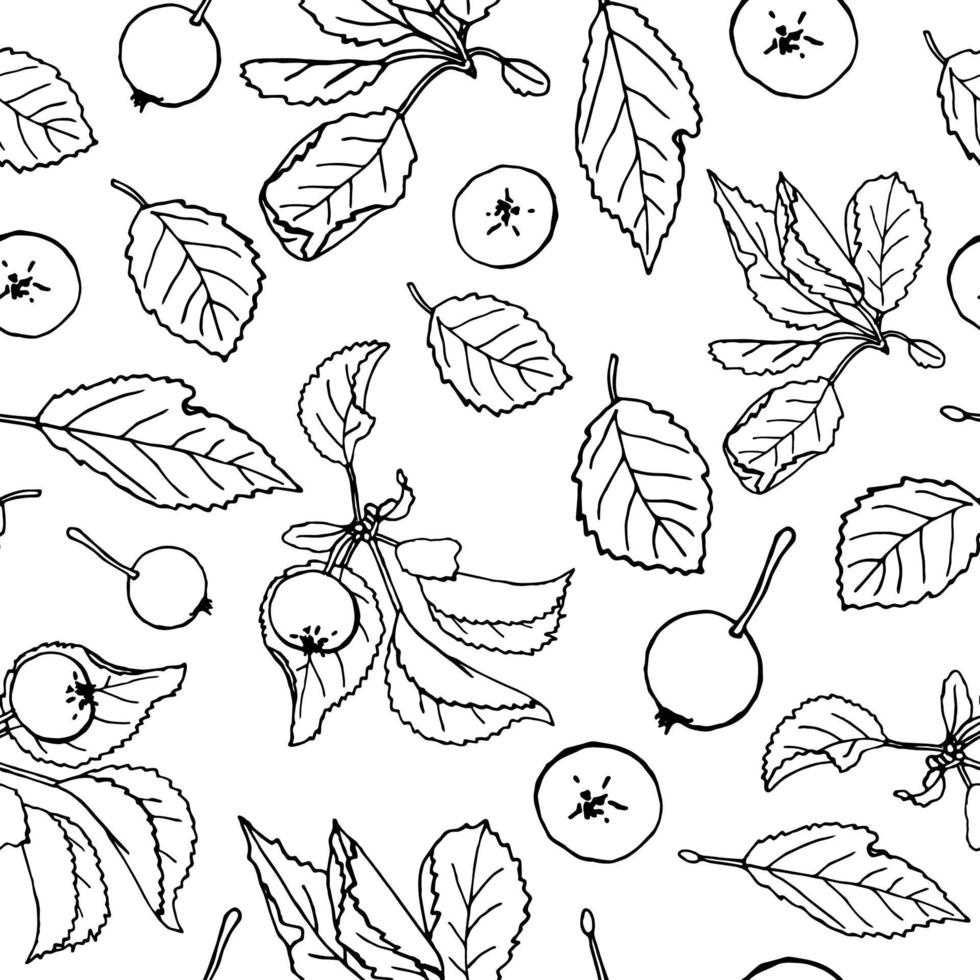 Vector seamless pattern of black and white hand-drawn apples. Autumn repeat pattern. Fall background. Monochrome illustration of paradise apples with leaves