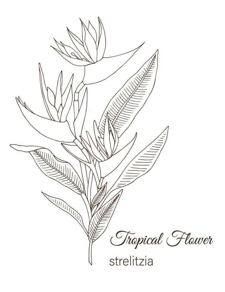 Vector illustration of tropical flower isolated on white background. Hand drawn strelitzia. Floral outline. Coloring page. Sketch style. Tropic design elements.