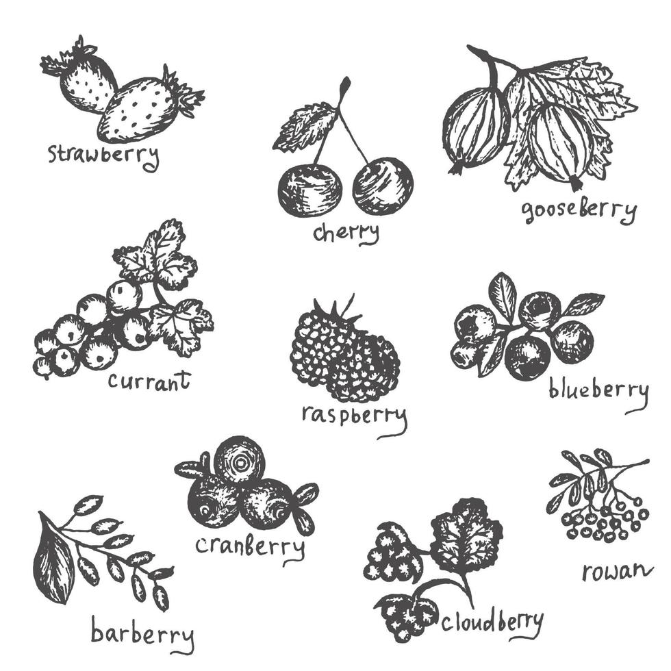 Vector set of hand drawn black and white north berries. Collection of blueberry, cranberry, cloud-berry, cherry, strawberry, currant