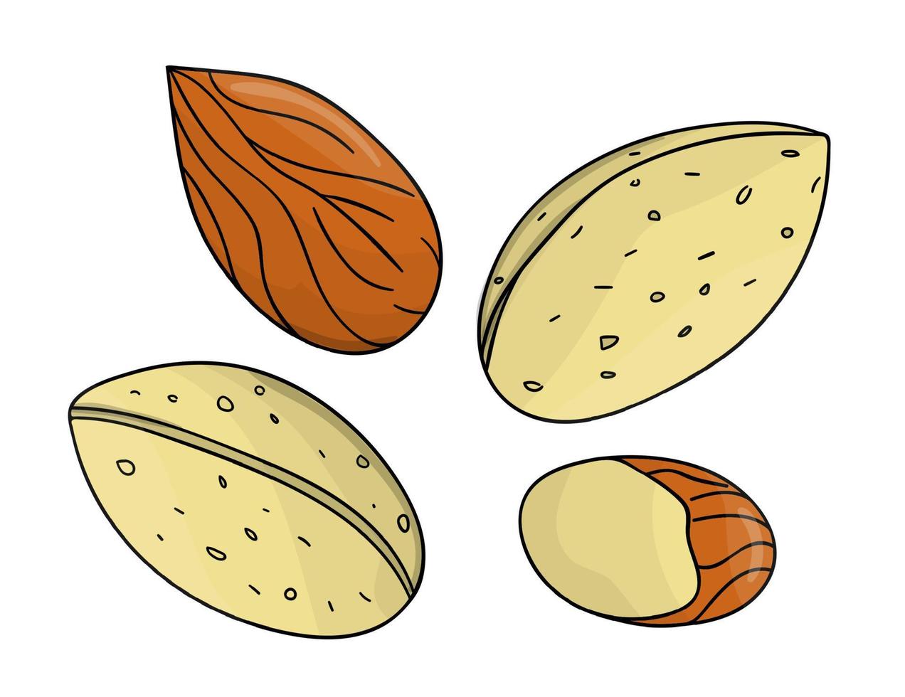 Vector colored almond icon. Set of isolated monochrome nuts. Food line drawing illustration in cartoon or doodle style isolated on white background.