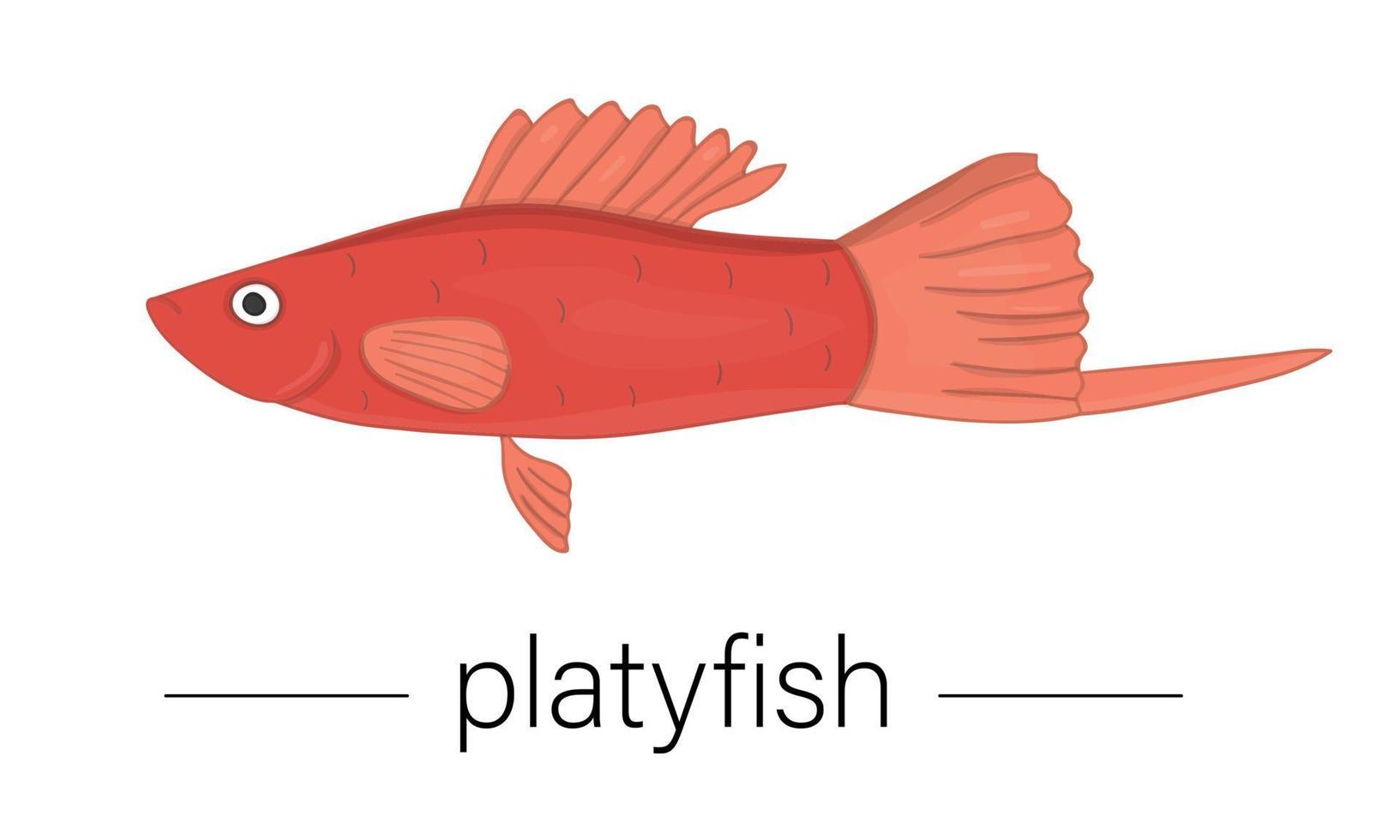 Vector colored illustration of aquarium fish. Cute picture of platyfish for pet shops or children illustration