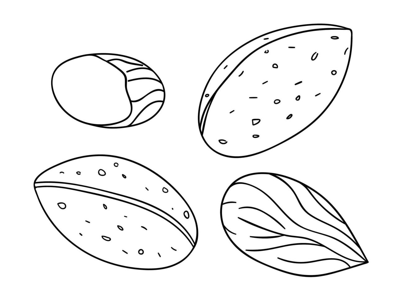 Vector black and white almond icon. Set of isolated monochrome nuts. Food line drawing illustration in cartoon or doodle style isolated on white background.