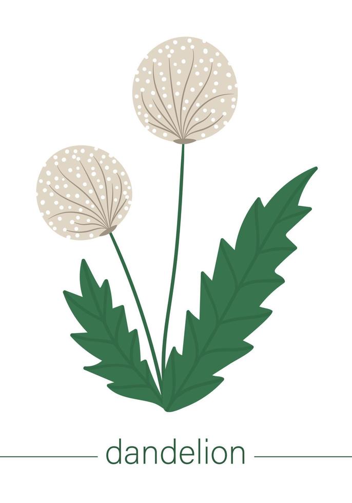 Vector flat dandelion illustration. Cute spring flowers. First blooming plants. Floral clip art isolated on white background.