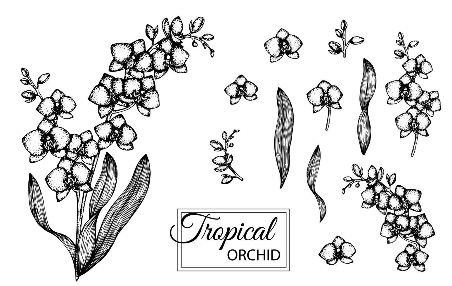ilustración vectorial de flores tropicales aisladas sobre fondo blanco. orquídea dibujada a mano. Ilustración gráfica floral en blanco y negro. elementos de diseño tropical. estilo de sombreado de línea vector