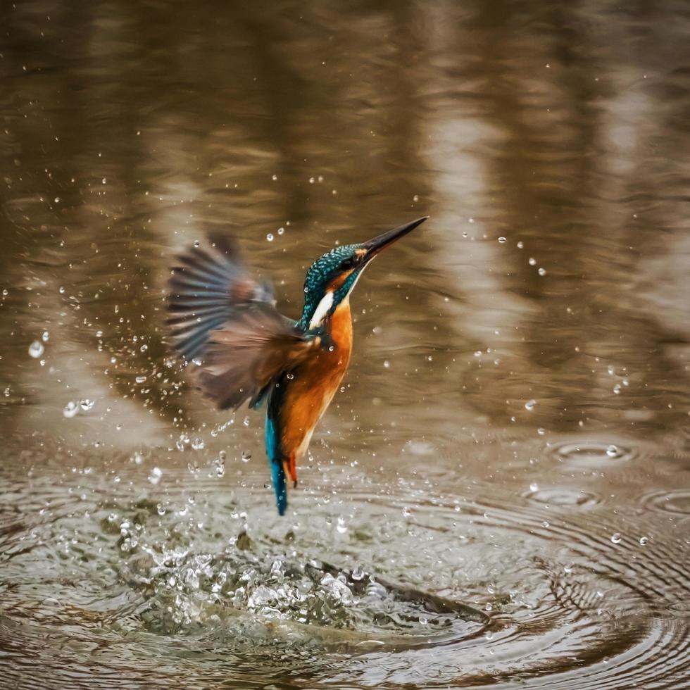 Kingfisher rises from the water when the prey escapes photo