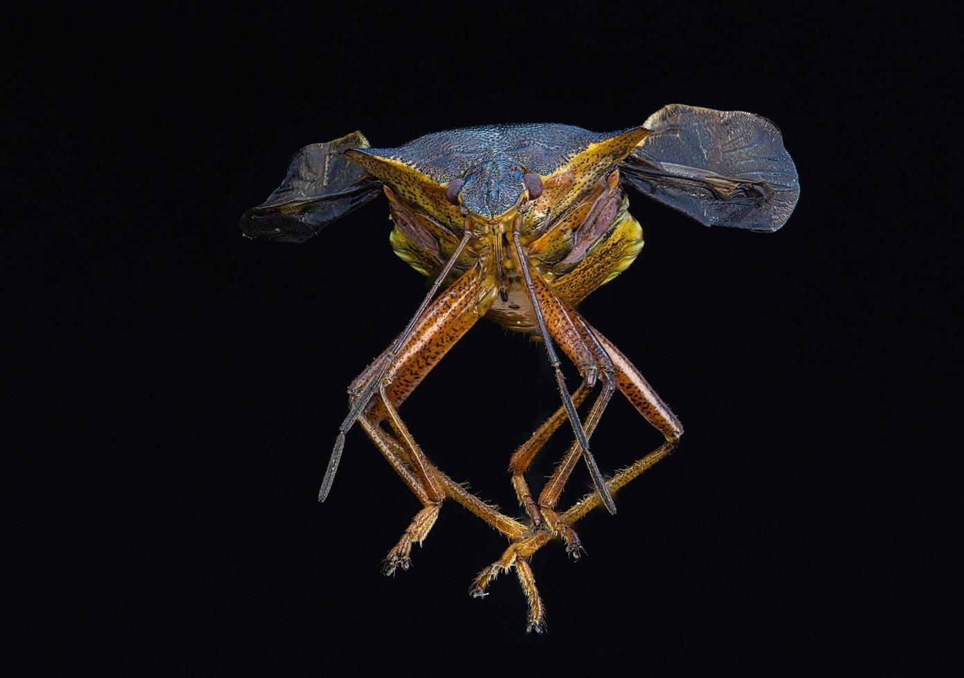 Portrait of insects of the family heteroptera photo