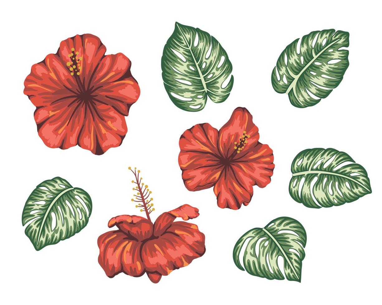 Vector illustration of tropical hibiscus with monstera leaves isolated on white background. Bright realistic flower. Floral tropic design elements.