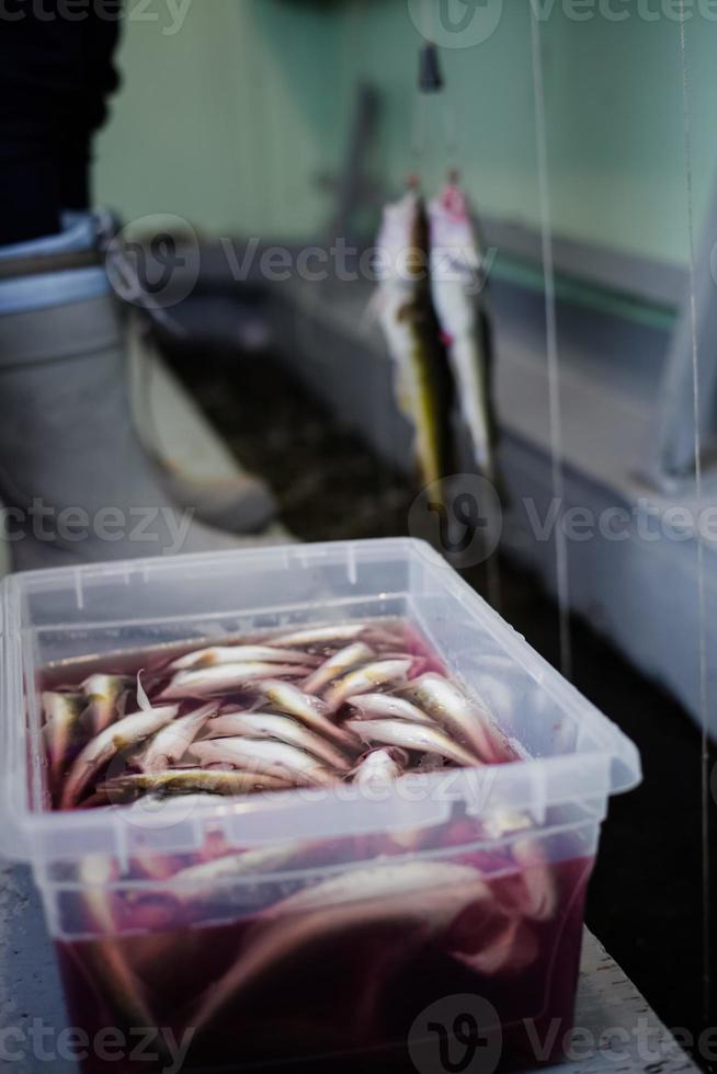 bandeja de plástico llena de tomcod en agua con sangre. foto