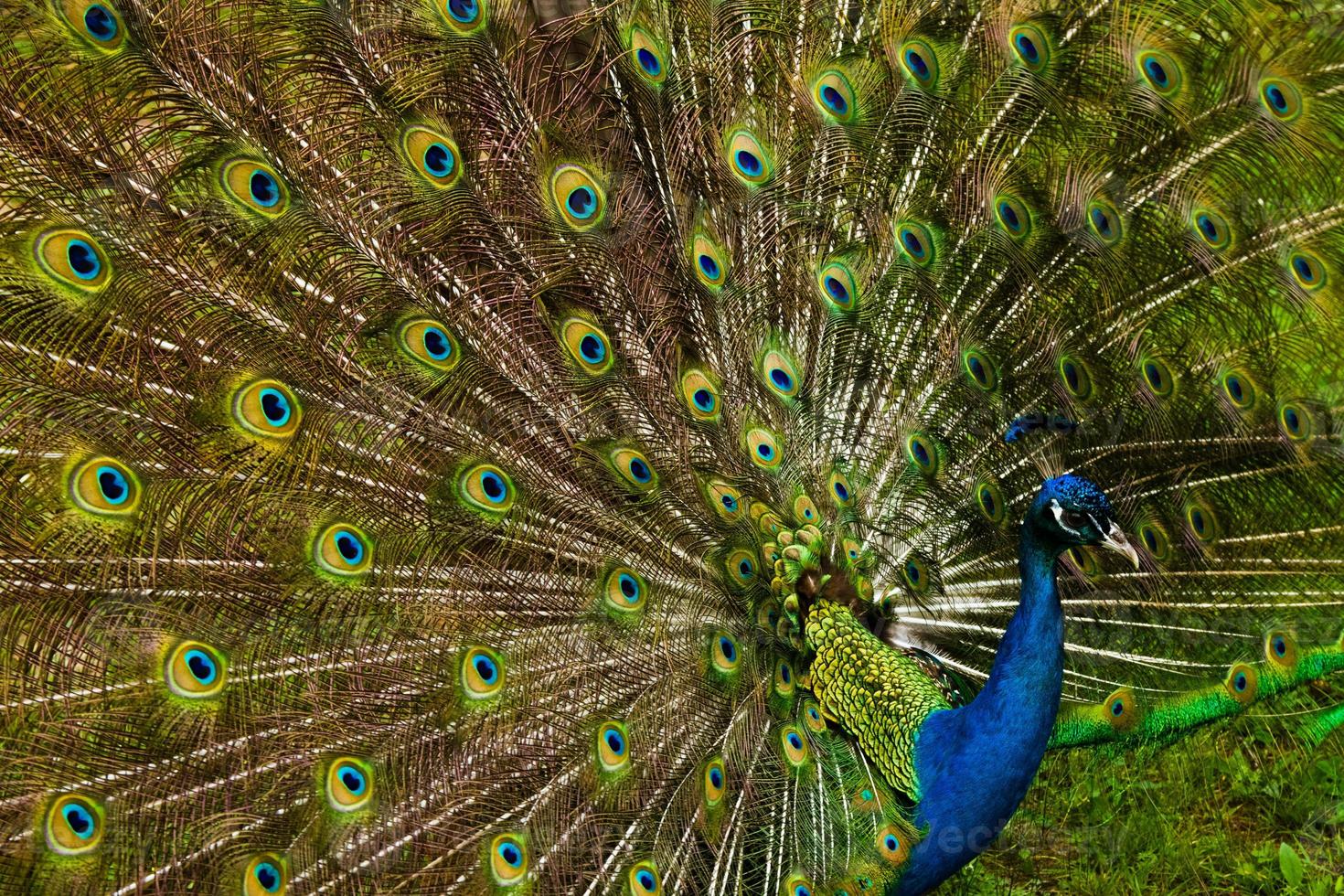 hermosas plumas de pavo real foto