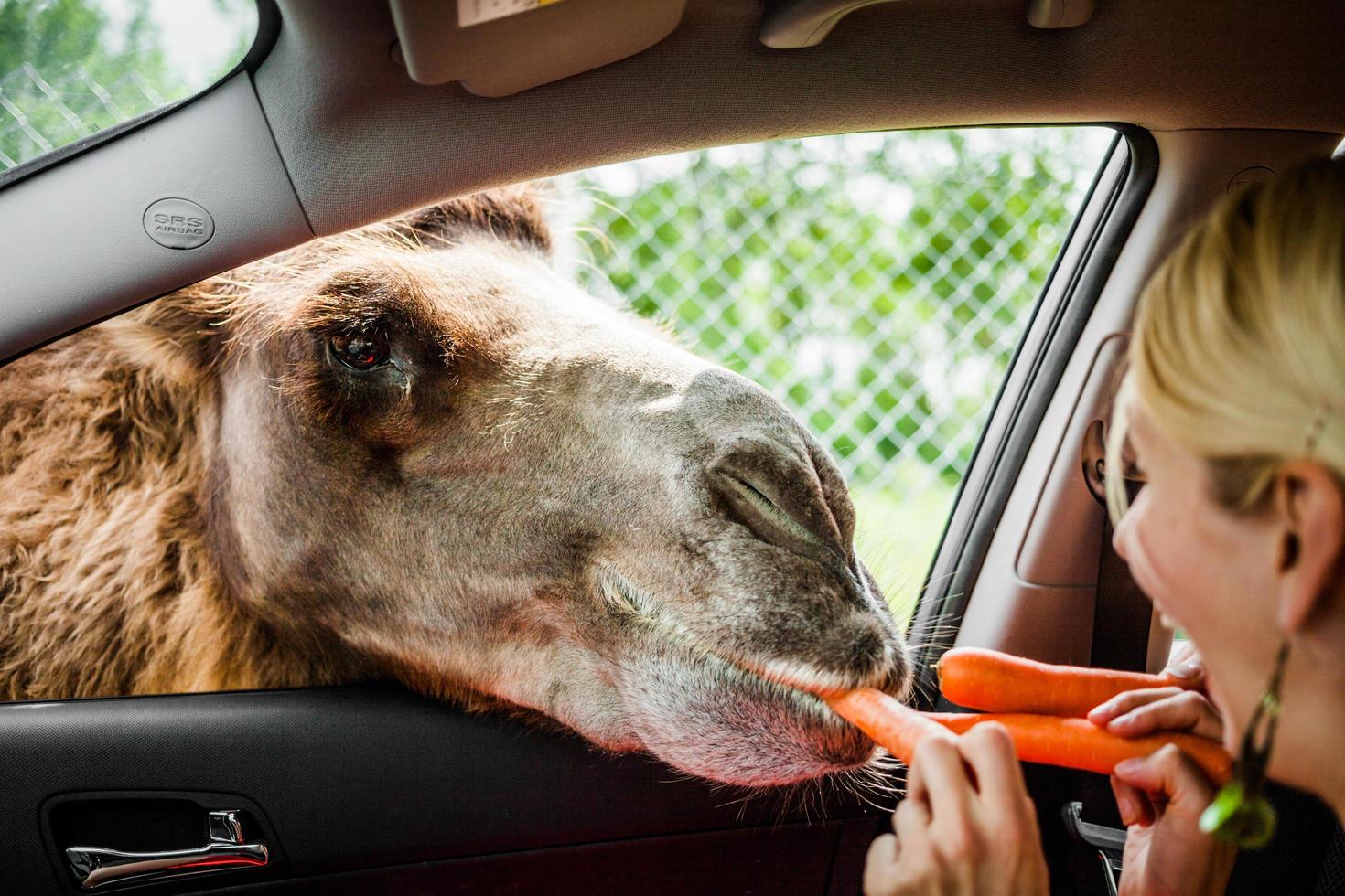 editorial - 29 de julio de 2014 en parc safari, quebec, canadá en un hermoso día de verano. foto