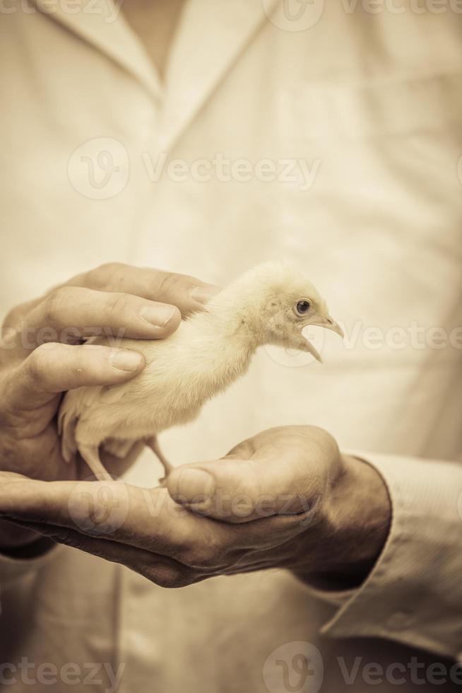 granjero sosteniendo un pavo bebé foto