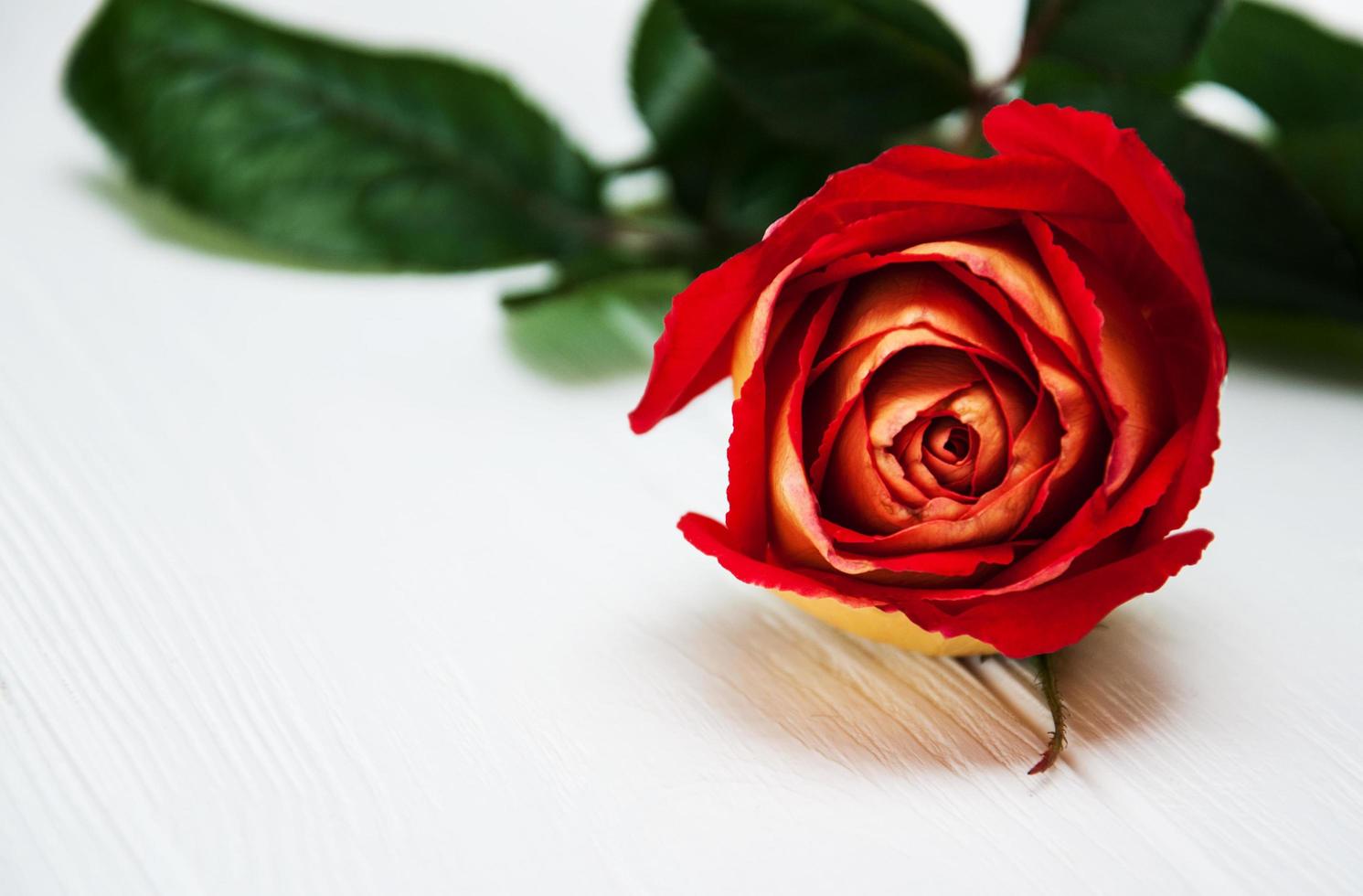 Red rose on a white table photo