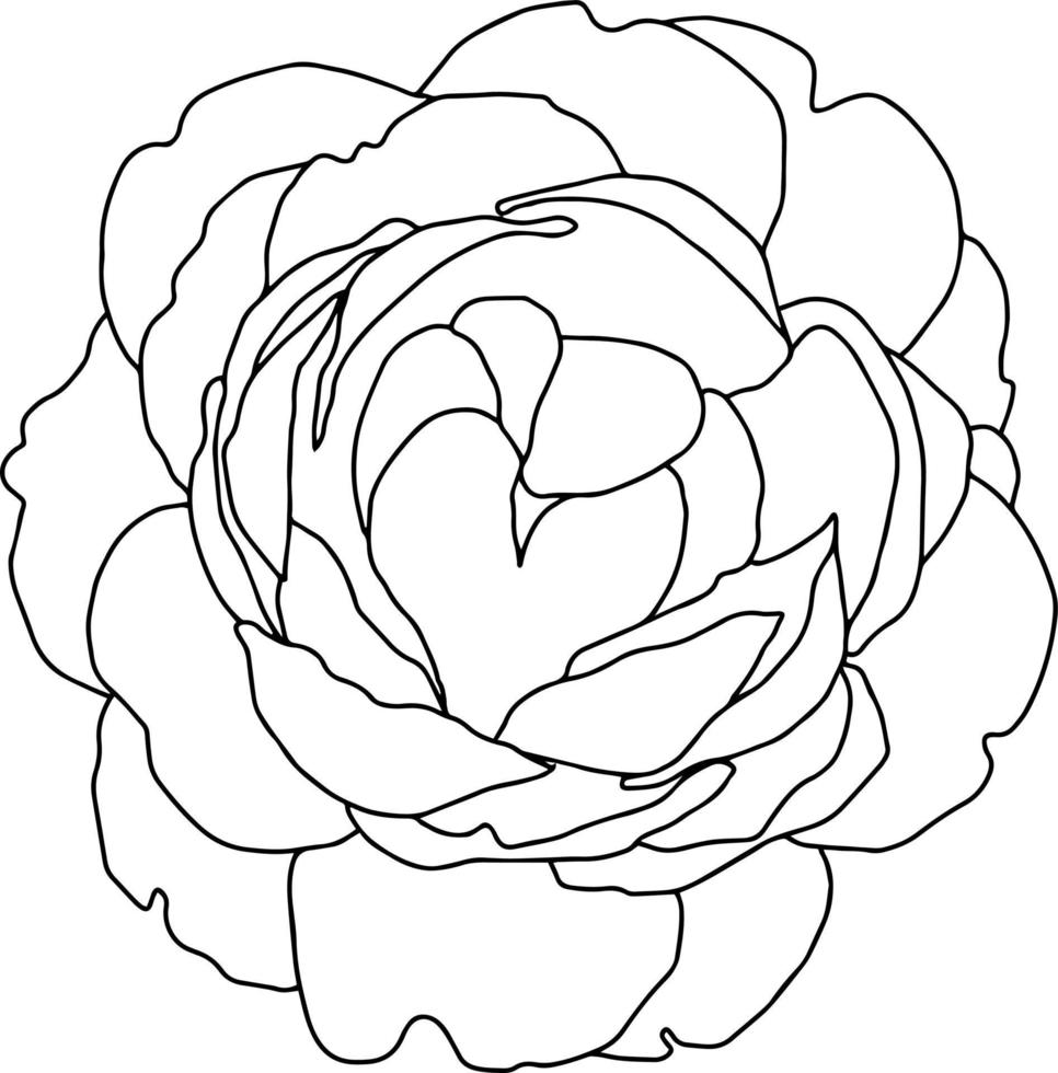 rosas, capullo abierto, blanco y negro, aislado, vector, mano, ilustración vector